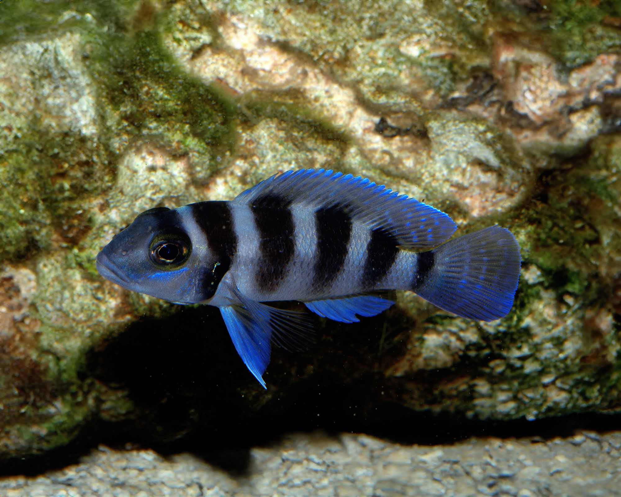 Five-Bar Cichlid (Neolamprologus tretocephalus)